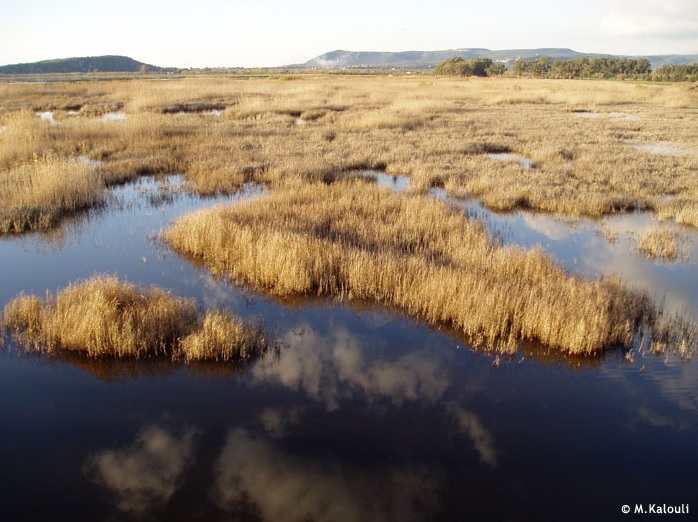 Εικόνα 2: η λιμνοθάλασσα της Γιάλοβας (http://www.ornithologiki.gr/)